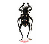 Doliops duodecimpunctata (Philippines) A-